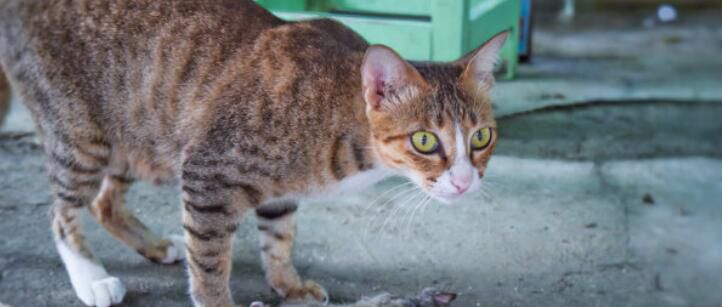 猫为什么捉老鼠