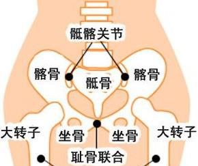耻骨是哪里
