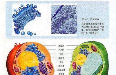 高三学生如何学好生物