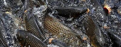 红烧鲤鱼、红烧鲤鱼的做法 怎样做红烧鲤鱼