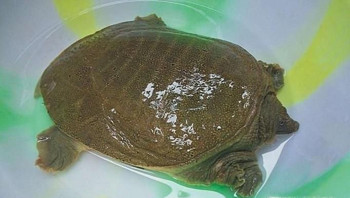 红烧甲鱼的家常做法
