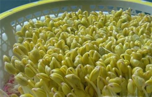 怎样用黄豆发豆芽