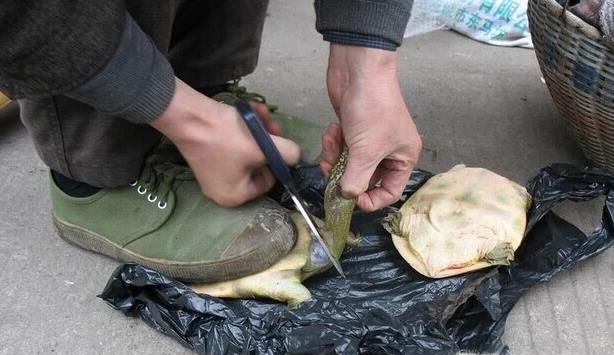 怎么正确杀甲鱼