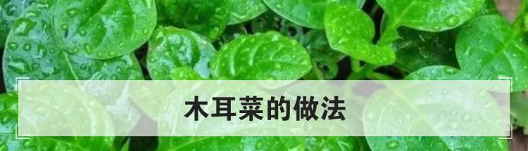 木耳菜的做法