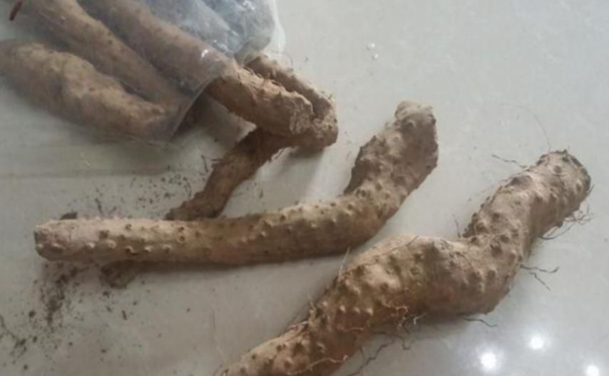 铁棍山药发芽能吃吗