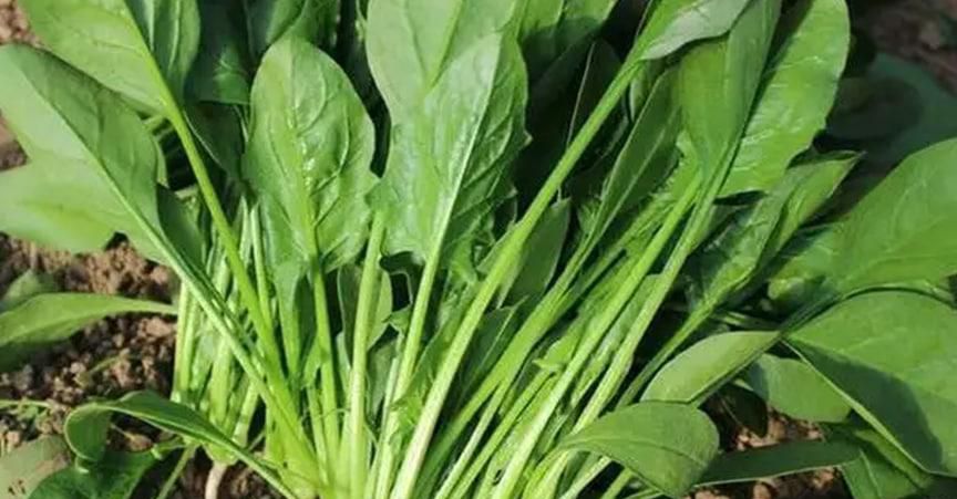 这么热夏天适合吃哪些凉菜