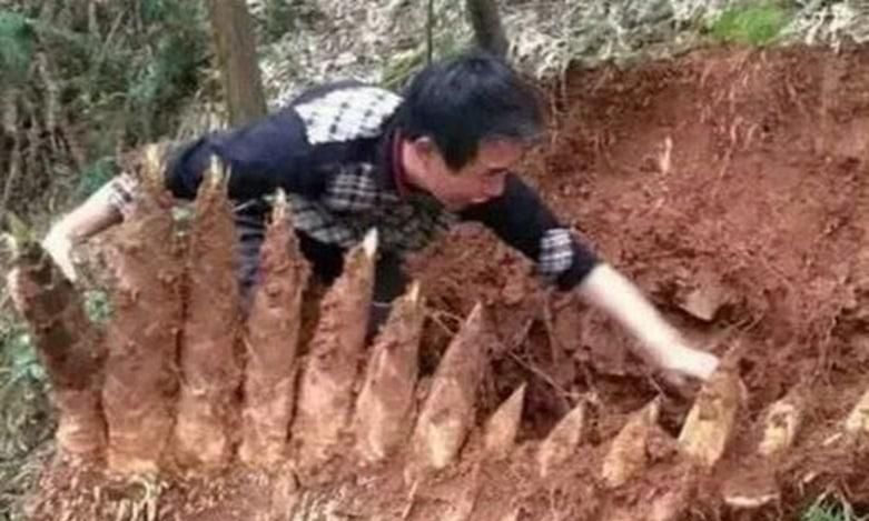 竹笋挖回来怎么处理才能吃的放心