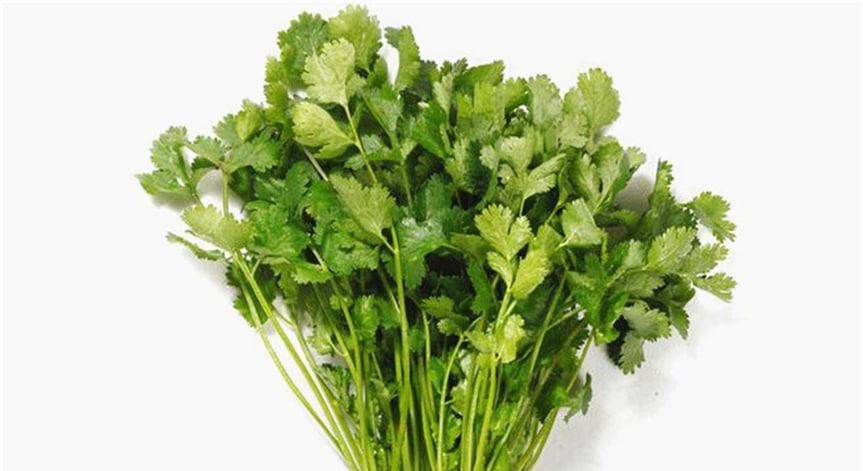 生食香菜的好处