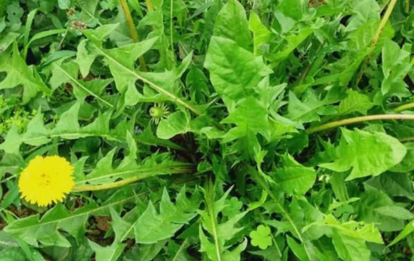 野菜有哪些营养价值