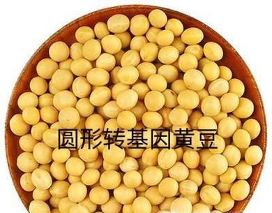 教你如何识别转基因黄豆 选购非转基因黄豆