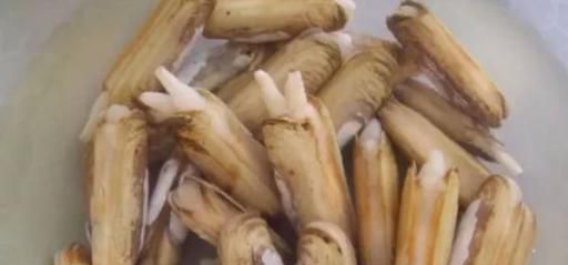 蛏子怎么清洗干净呢