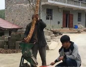 野生葛根粉的制作过程