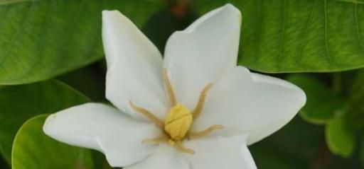 栀子花如何处理才能泡茶