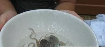 章鱼活吃卫生吗