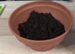 怎样自己在家种草莓？