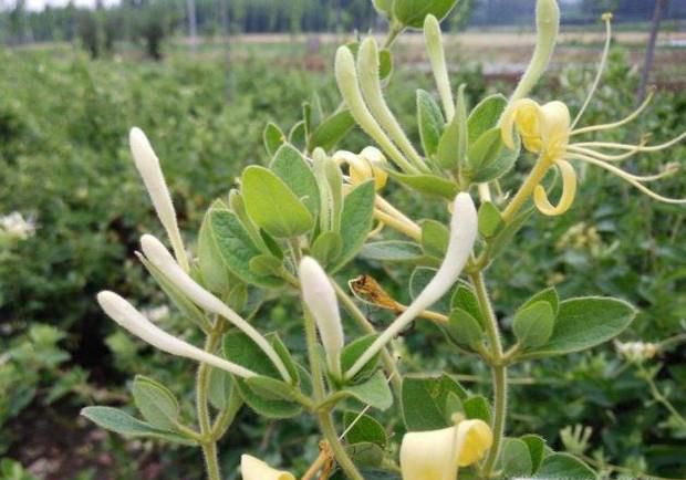 金银花茶怎么加工