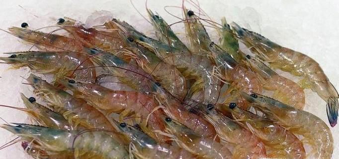 家常白灼虾的做法，怎么做白灼虾