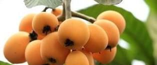 枇杷果怎么吃