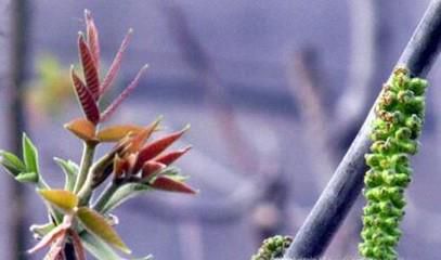 核桃花怎么吃