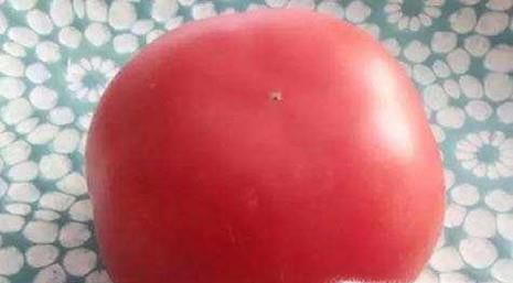 怎样保存西红柿