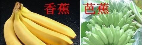 怎么区分芭蕉和香蕉