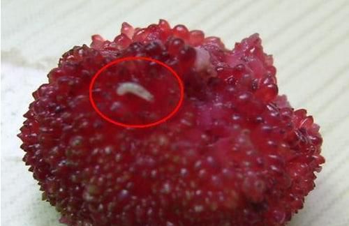 杨梅里面的虫子怎么清洗合适