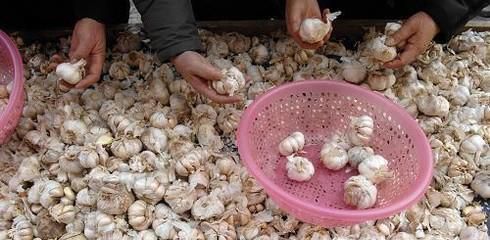 种蒜苗怎样挑选大蒜?