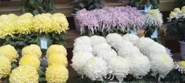 怎么养殖菊花
