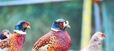 冬季捕猎野鸡竹鸡技巧
