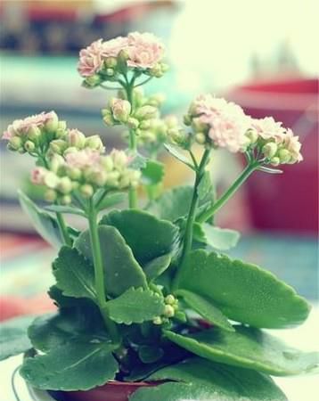 长寿花叶子发软怎么办