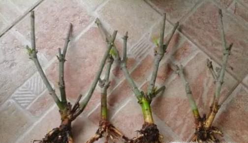水培栀子花有哪些注意要点?