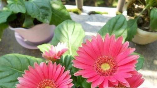 如何养好非洲菊?