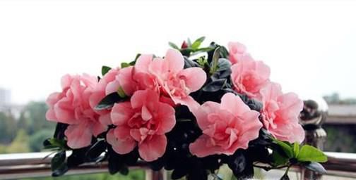 土壤栽培的杜鹃花怎么才能养好?