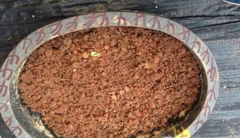 水果种子不要扔，教给大家制作盆景的好方法！