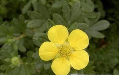 格桑花是什么花？格桑花有哪些特性？