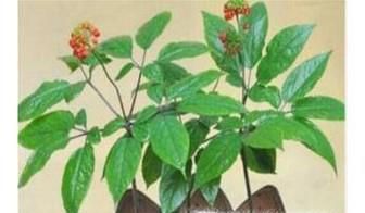 如何在家种植人参苗(移栽)