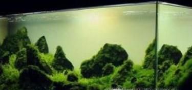 水族鱼缸草缸为什么要换水?如何换水?