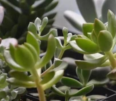 多肉植物长太高怎么办