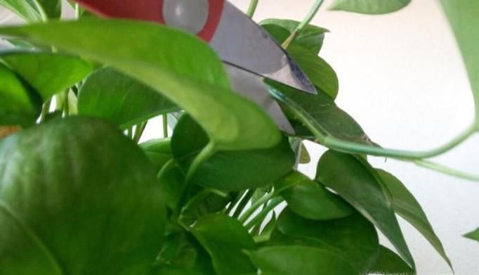 怎么水培植绿萝？绿萝水培植的方法
