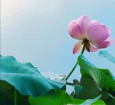 什么样的泥适合养莲花?