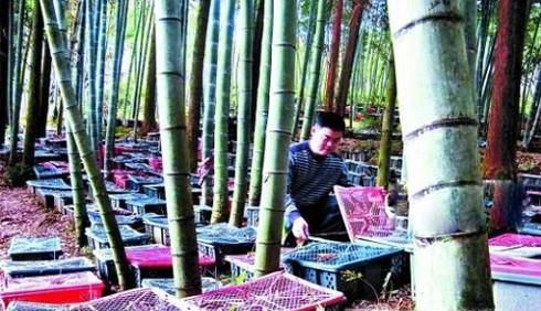 金线莲种植模式和效益