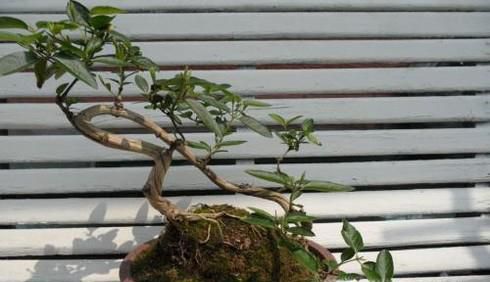 金银花修剪方法