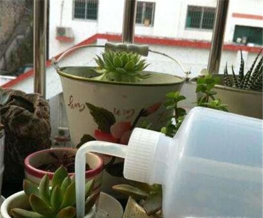 多肉植物的肉肉蔫了怎么办?