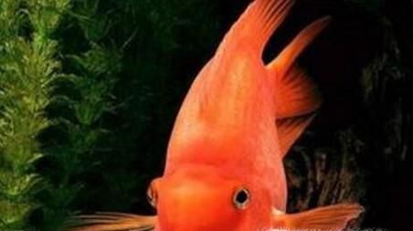 风水鱼如何养?