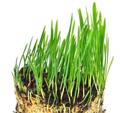 冰菜种植的方法