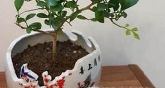 用酒瓶制作盆栽