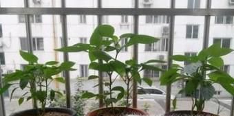 辣椒什么时候播种最好呢？