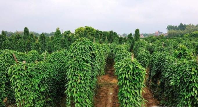 怎样种植野生淮山