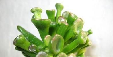 筒叶花月的养殖方法和注意事项