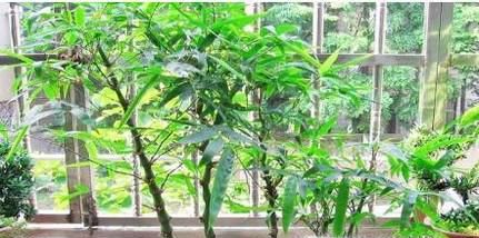 罗汉竹的养殖方法